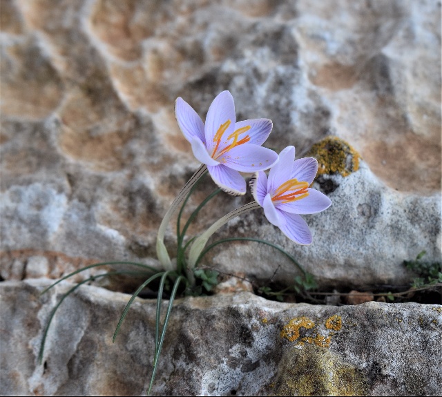 Crocus cambessedesii